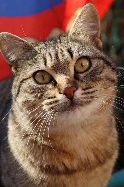 Två Katter Leker Trädgården — Stockfoto