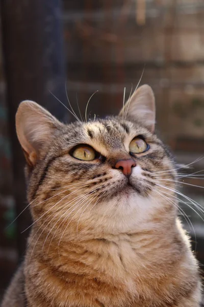 Två Katter Leker Trädgården — Stockfoto