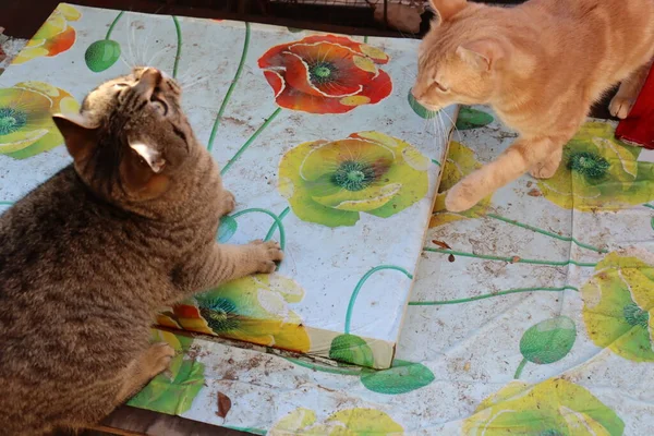 Dua Kucing Bermain Taman — Stok Foto