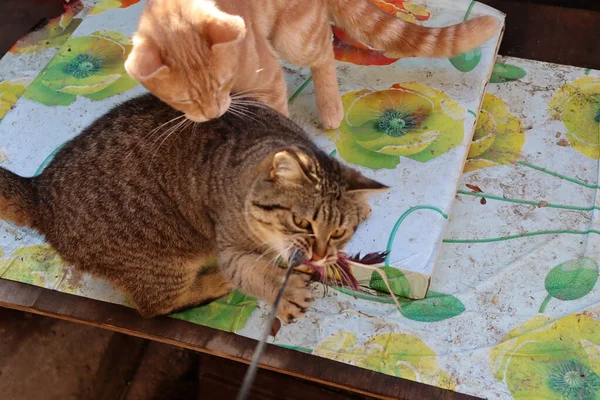 Två Katter Leker Trädgården — Stockfoto