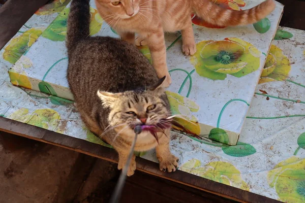 Deux Chats Jouent Dans Jardin — Photo