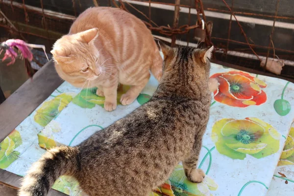 Zwei Katzen Spielen Garten — Stockfoto