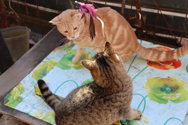 Two Cats Play Garden — Stock Photo, Image