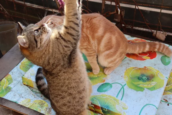 Дві Коти Грають Саду — стокове фото