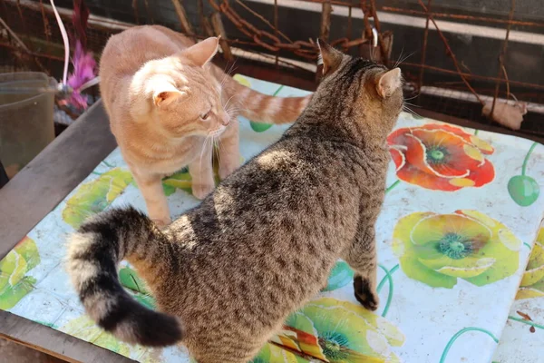 两只猫在花园里玩耍 — 图库照片