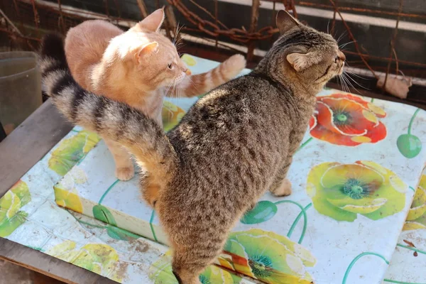 Due Gatti Giocano Giardino — Foto Stock