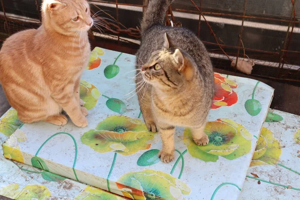 Deux Chats Jouent Dans Jardin — Photo