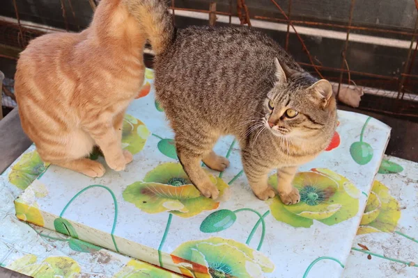 Twee Katten Spelen Tuin — Stockfoto