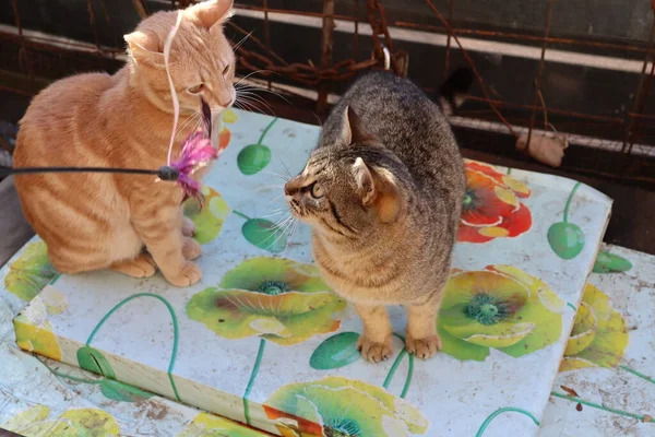 庭で2匹の猫が遊ぶ — ストック写真