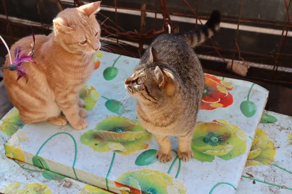 Twee Katten Spelen Tuin — Stockfoto