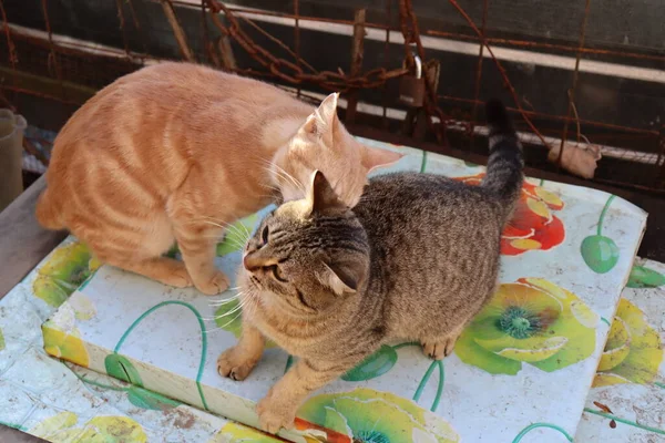 Két Macska Játszik Kertben — Stock Fotó