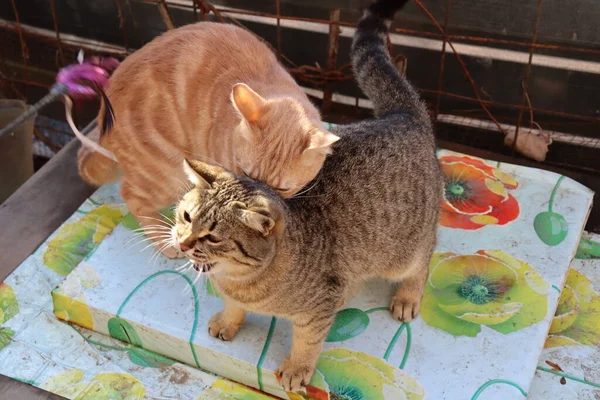 Две Кошки Играют Саду — стоковое фото