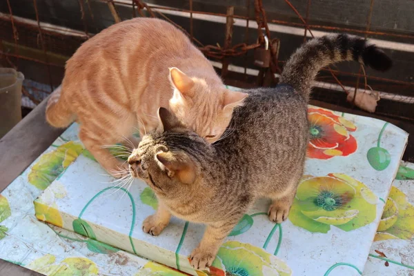 Dois Gatos Brincam Jardim — Fotografia de Stock