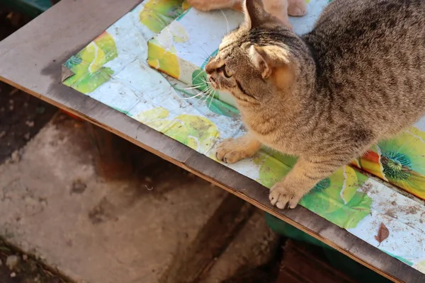 Zwei Katzen Spielen Garten — Stockfoto