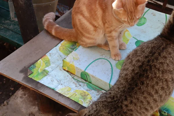 Twee Katten Spelen Tuin — Stockfoto