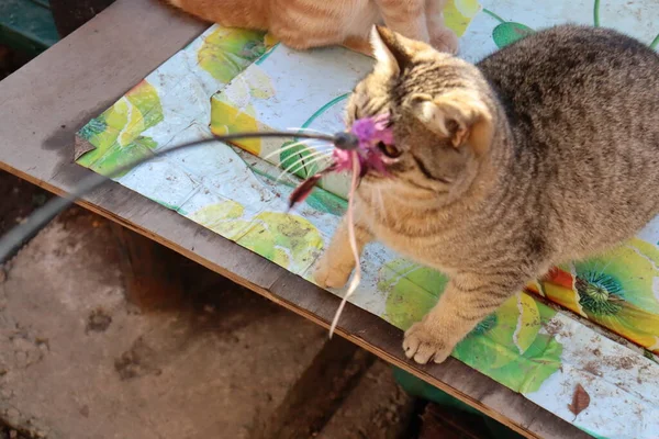 Dois Gatos Brincam Jardim — Fotografia de Stock