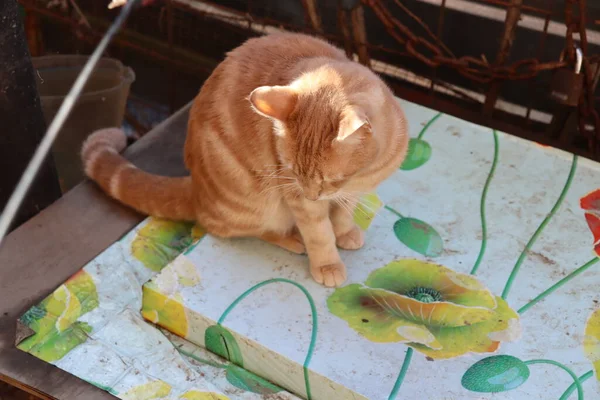 Zwei Katzen Spielen Garten — Stockfoto