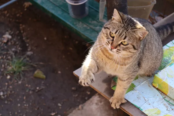 Dos Gatos Jugar Jardín — Foto de Stock