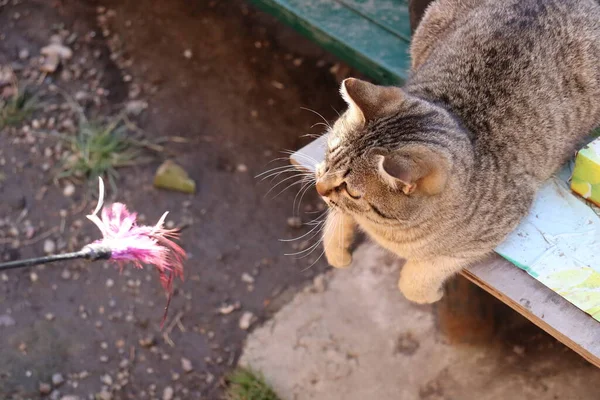 Dos Gatos Jugar Jardín —  Fotos de Stock