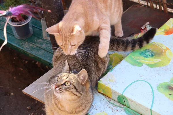 Dos Gatos Jugar Jardín — Foto de Stock