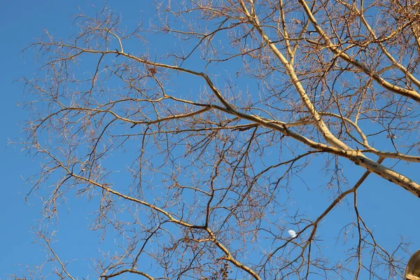 Ramas Árboles Contra Cielo Azul —  Fotos de Stock