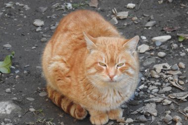 Kediler sokakta oturuyor.