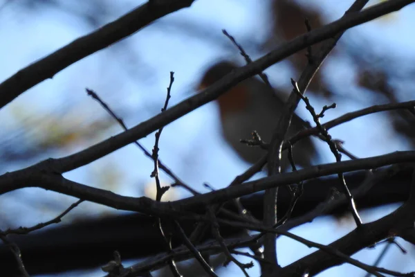 Bird Branch — Stock Photo, Image