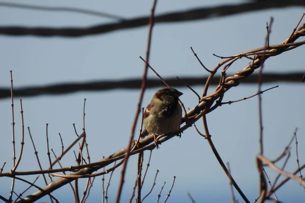 Oiseau Sur Une Branche — Photo