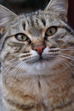 Bahçedeki masada bir kedi oturuyor.