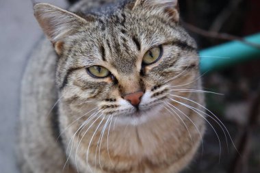 Bahçedeki masada bir kedi oturuyor.