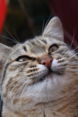 Bahçedeki masada bir kedi oturuyor.