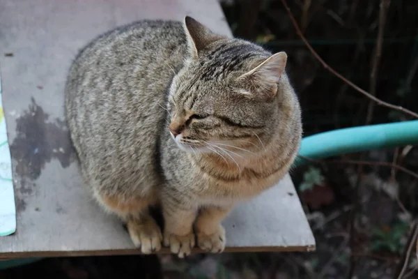 Gato Senta Uma Mesa Jardim — Fotografia de Stock