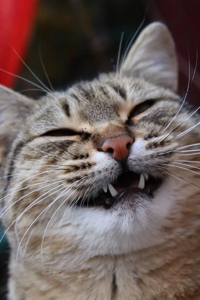 Eine Katze Sitzt Auf Einem Tisch Garten — Stockfoto