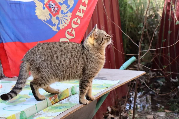 Een Kat Zit Een Tafel Tuin — Stockfoto