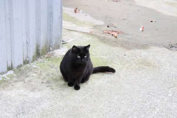 Svart Katt Gatan — Stockfoto