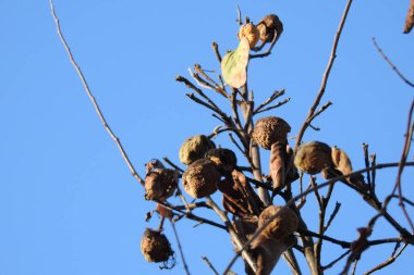 bir ağacın dalları