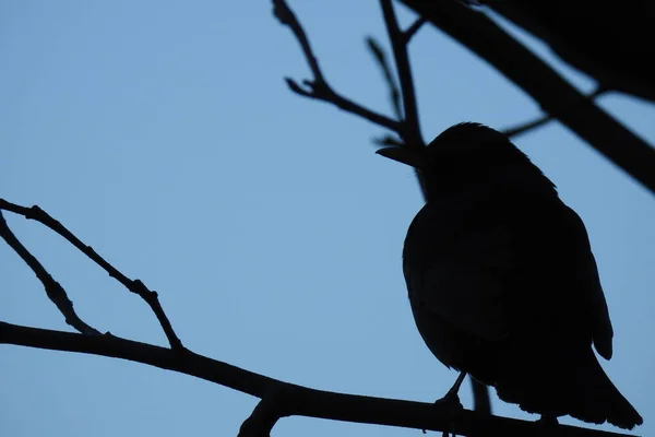 Vogel Auf Einem Ast — Stockfoto