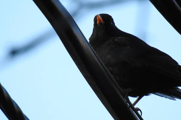 Oiseau Sur Une Branche — Photo