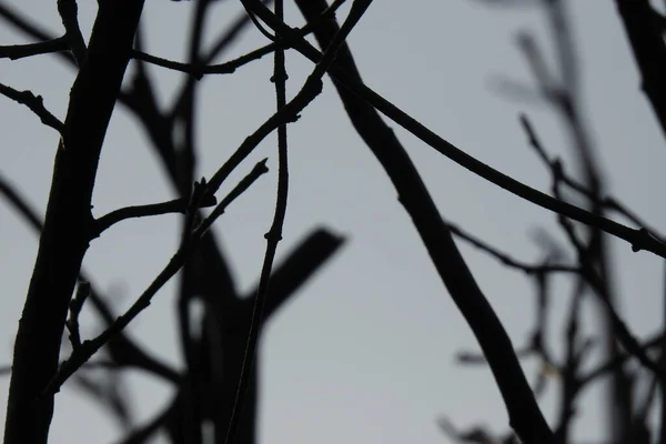 Branches Arbre — Photo