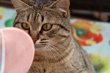 Kedi sokakta sosis yiyor.