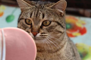 Kedi sokakta sosis yiyor.