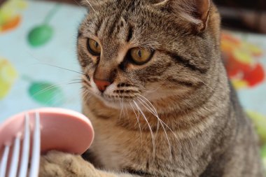 Kedi sokakta sosis yiyor.