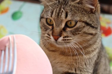 Kedi sokakta sosis yiyor.