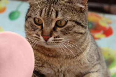 Kedi sokakta sosis yiyor.