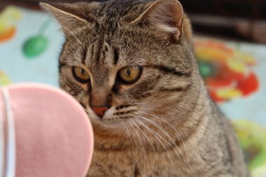 Kedi sokakta sosis yiyor.