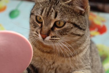 Kedi sokakta sosis yiyor.