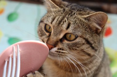 Kedi sokakta sosis yiyor.