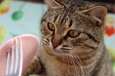 Kedi sokakta sosis yiyor.