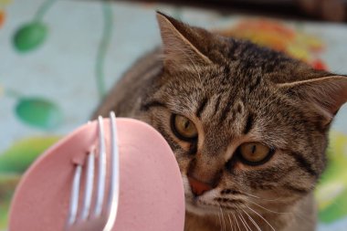 Kedi sokakta sosis yiyor.