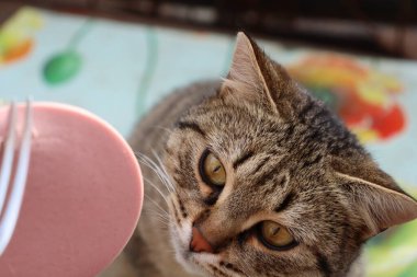 Kedi sokakta sosis yiyor.